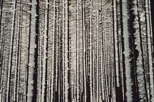 harz gray tall trees germany