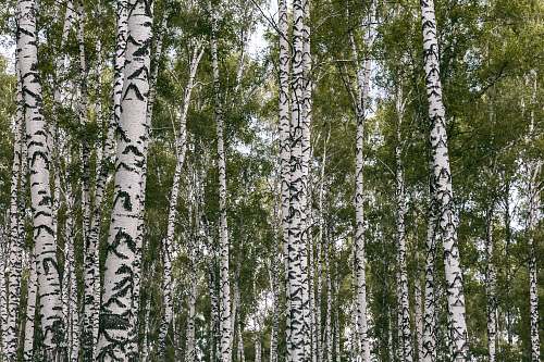 plant green leaf tree field during daytime birch