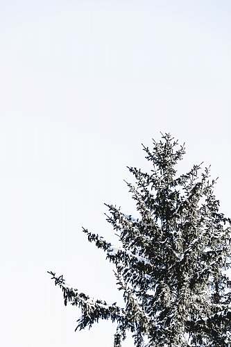 plant green-leafed tree abies
