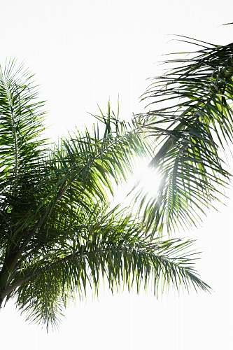 plant green palm tree palm tree