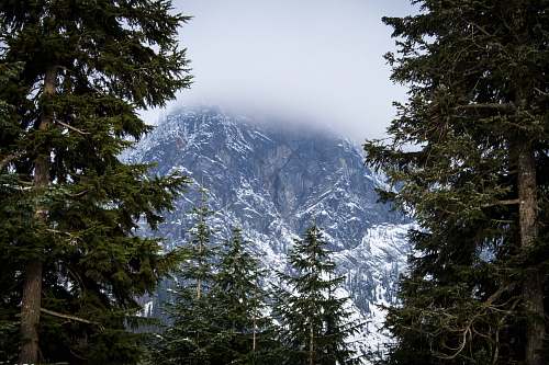 plant green pine tree and icy mountain scenry fir