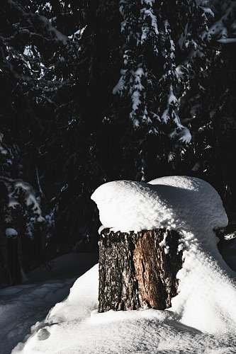 plant green pine tree covered of ice switzerland