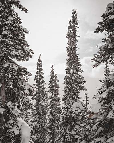 plant green pine trees abies