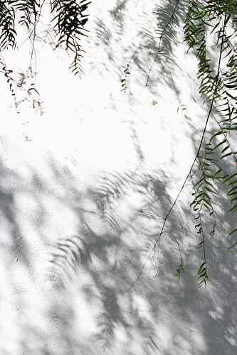 plant green tree leaves casting shadow on grround white