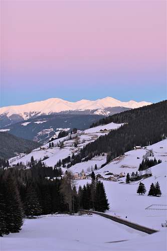 plant green trees on mountain during daytime abies