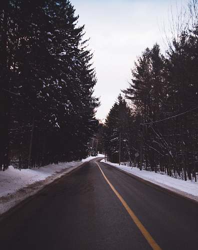 road green trees forest