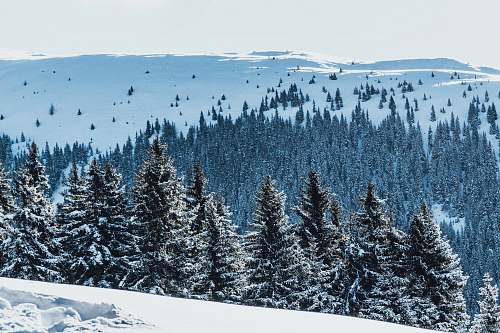 austria high angle photo of pine trees covered with snow conifer