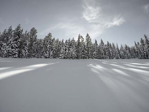 grey landscape photography of pine trees covered in snow snow
