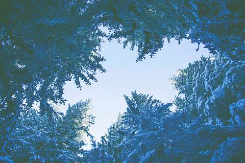 blue low angle photography of green trees at daytime evergreen
