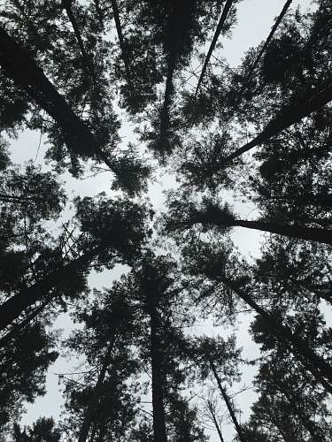 forest low-angle photography of silhouette of trees under gray sky at daytime black