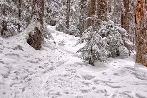 nature low angle photography of snow-covered forest outdoors