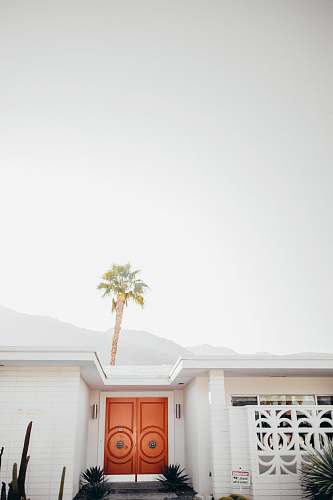 plant palm tree behind white house with brown door white