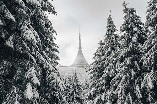 plant photo of snow-covered temple between pine trees abies