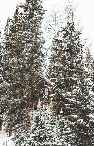 snow photography of brown house surrounded by green forest trees trees