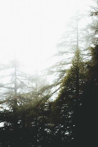 fog tree under white clouds at daytime white