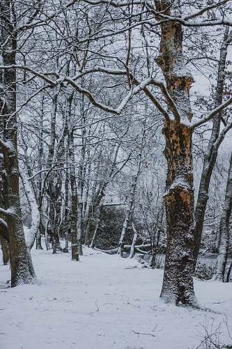 plant trees with snow field nature