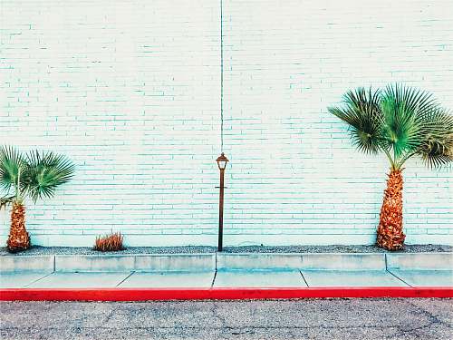 phoenix two palm tree beside the white painted wall united states