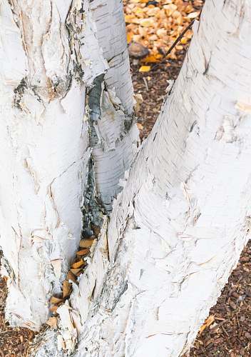 plant white tree trunk birch