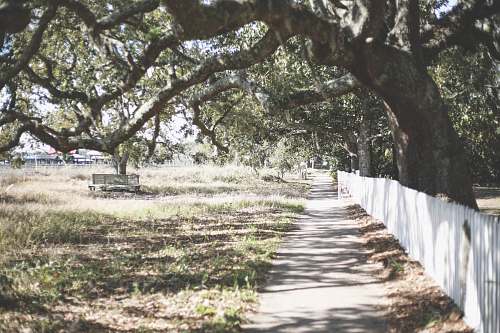 path white wooden fence under green leaf tree bough