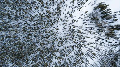 forest aerial photography of tall trees woodland