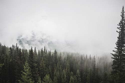 forest aerial view of green trees fog