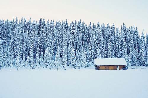 house snow covered brown wooden house near trees cabin