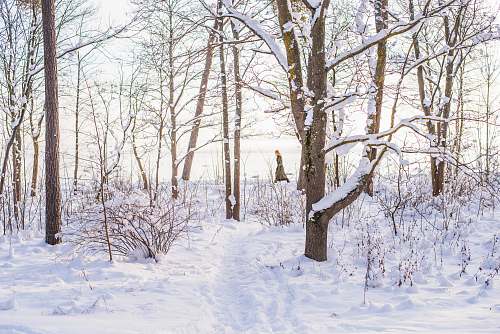 nature snow on brown tree winter