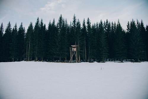 tree watchtower in front of trees nature