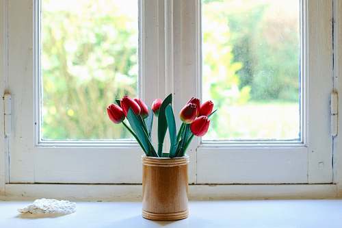 flower red tulips on clear glass jar plant