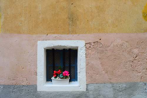 flower pink petaled flower near window at daytime flowers