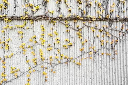 yellow yellow flowers crawling on white wall texture