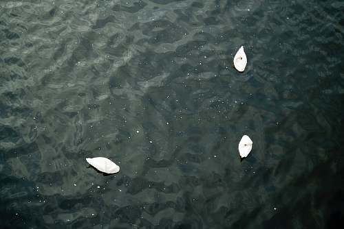 swan A drone shot of three swans floating in a lake grey