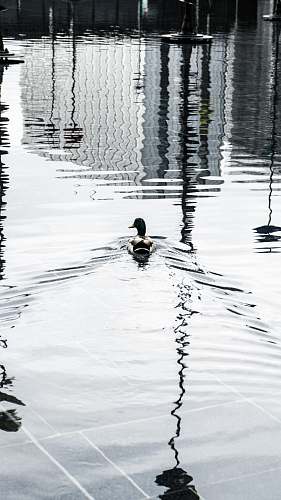 outdoors black and white duck ripple