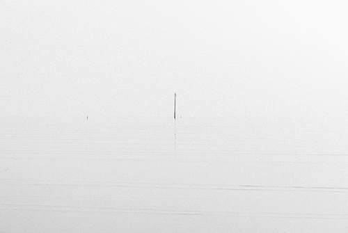 nature  black-and-white
