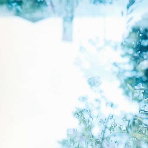 plant  outdoors