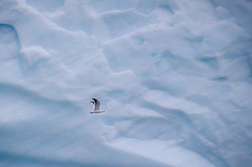 ice aerial photography of flying gull at daytime glacier