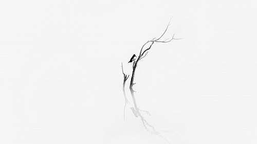 black-and-white bird on bare tree art 80 norseman rd