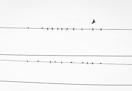 black-and-white birds resting on power line birds