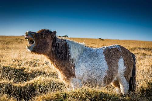 landscape brown and white cow brown