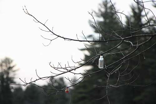 glass clear glass bottle hanging on tree wig during daytime bottle