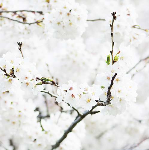 flower closeup photography of white flowering tree blossom