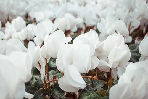 flower closeup photography of white flowers blossom