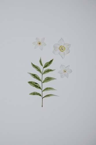 plant flat lay photography of white flowers and leaves leaf