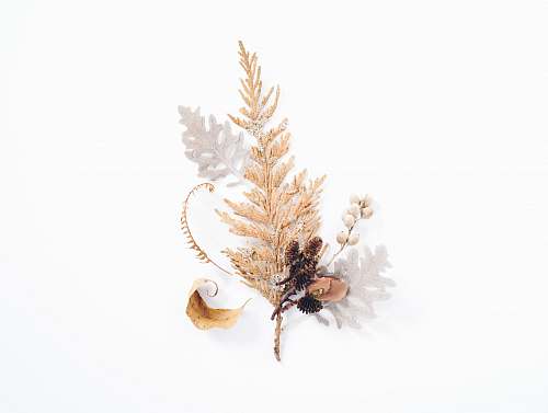 background gold leaf decor in white background brown