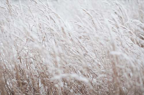 grey photography of white grass field grass