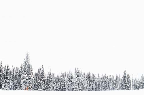 winter pine trees on snowfield tree