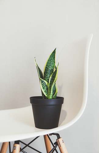 plant potted green snake plant on white chair pot