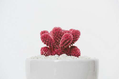 plant red cactus plant on white ceramic pot cactus