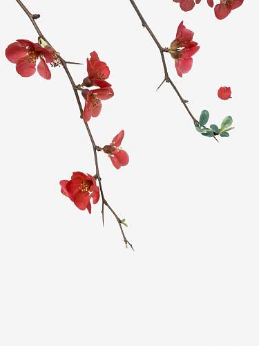 plant red petaled flowers with white background flower