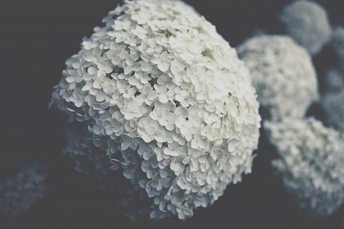 grey selective focus photo of white hydrangeas flower hydrangea